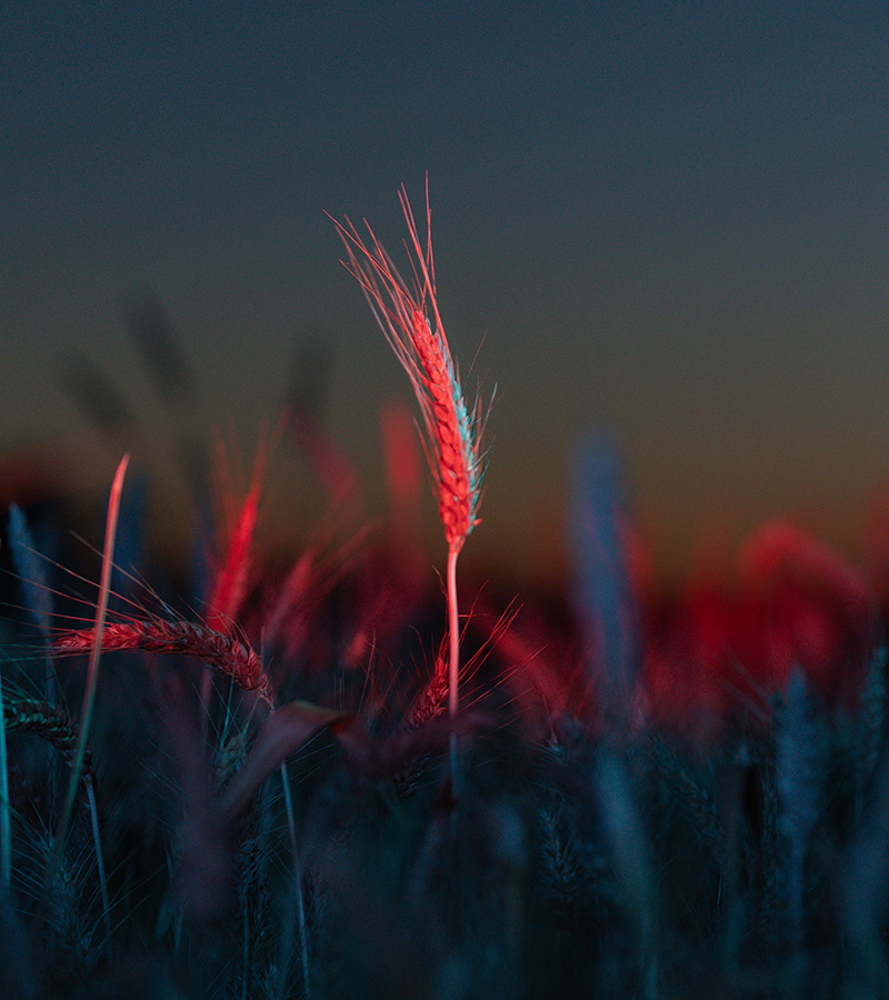 Una spiga, di notte, illuminata di rosso